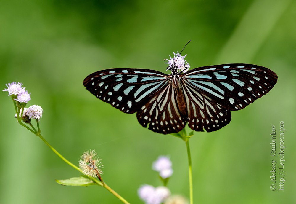 Ideopsis vulgaris